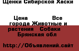 Щенки Сибирской Хаски › Цена ­ 20 000 - Все города Животные и растения » Собаки   . Брянская обл.